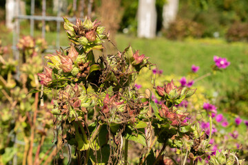 Sweet four o clock or Mirabilis Longiflora plant in Saint Gallen in Switzerland