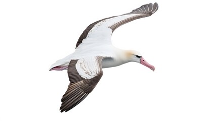 Obraz premium Wandering Albatross Bird Flying on White Background, Photo Realistic, Wallpaper, Cover and Screen for Smartphone, PC, Laptop, 9:16 and 16:9 Format