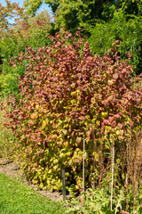 Siberian dogwood or Cornus Alba plant in Saint Gallen in Switzerland