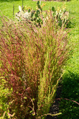Ragweed or Bassia Scoparia plant in Saint Gallen in Switzerland