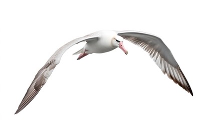 Obraz premium Wandering Albatross Bird Flying on White Background, Photo Realistic, Wallpaper, Cover and Screen for Smartphone, PC, Laptop, 9:16 and 16:9 Format