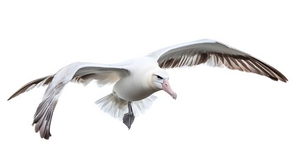 Fototapeta premium Wandering Albatross Bird Flying on White Background, Photo Realistic, Wallpaper, Cover and Screen for Smartphone, PC, Laptop, 9:16 and 16:9 Format
