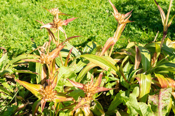 Gentiana Tibetica plant in Saint Gallen in Switzerland
