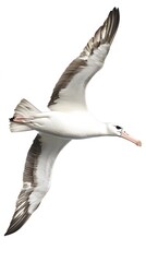 Obraz premium Wandering Albatross Bird Flying on White Background, Photo Realistic, Wallpaper, Cover and Screen for Smartphone, PC, Laptop, 9:16 and 16:9 Format