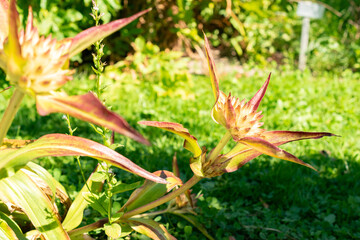 Gentiana Tibetica plant in Saint Gallen in Switzerland