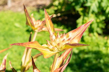 Gentiana Tibetica plant in Saint Gallen in Switzerland