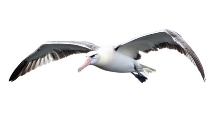 Obraz premium Wandering Albatross Bird Flying on White Background, Photo Realistic, Wallpaper, Cover and Screen for Smartphone, PC, Laptop, 9:16 and 16:9 Format