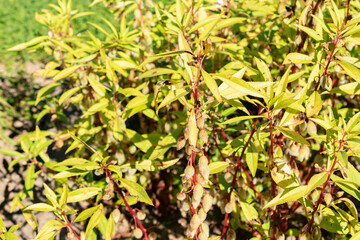 Balsam or Impatiens Balsamina plant in Saint Gallen in Switzerland