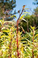 Balsam or Impatiens Balsamina plant in Saint Gallen in Switzerland