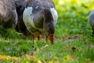 Graugans beim Grasen in der Gruppe