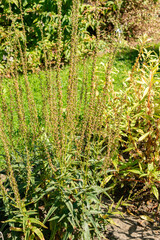 Milky loosestrife or Lysimachia Ephemerum plant in Saint Gallen in Switzerland