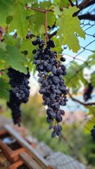 grapes on vine