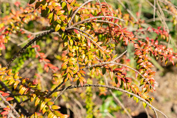 Agapetes Serpens plant in Saint Gallen in Switzerland