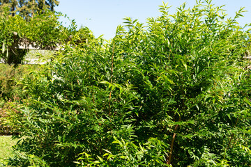 Fontanesia Fortunei plant in Saint Gallen in Switzerland