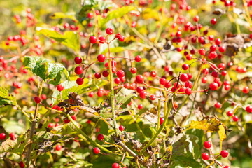 Guelder rose or Viburnum Opulus Compactum plant in Saint Gallen in Switzerland