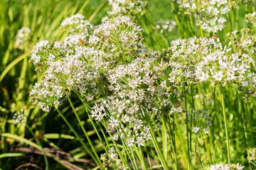 Oriental garlic or Allium Tuberosum plant in Saint Gallen in Switzerland