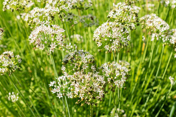 Oriental garlic or Allium Tuberosum plant in Saint Gallen in Switzerland