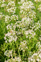 Oriental garlic or Allium Tuberosum plant in Saint Gallen in Switzerland