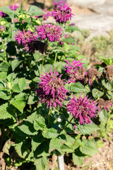 Crimson beebalm or Monarda Didyma plant in Saint Gallen in Switzerland