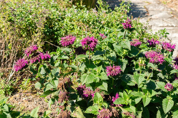 Crimson beebalm or Monarda Didyma plant in Saint Gallen in Switzerland