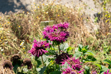 Obraz premium Crimson beebalm or Monarda Didyma plant in Saint Gallen in Switzerland