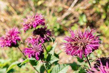 Crimson beebalm or Monarda Didyma plant in Saint Gallen in Switzerland