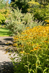 Fototapeta premium Orange coneflower or Rudbeckia Fulgida Speciosa plant in Saint Gallen in Switzerland
