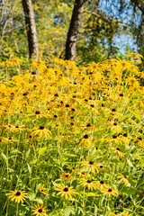 Orange coneflower or Rudbeckia Fulgida Speciosa plant in Saint Gallen in Switzerland
