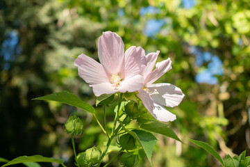 Rose mallow or Hibiscus Moscheutos plant in Saint Gallen in Switzerland