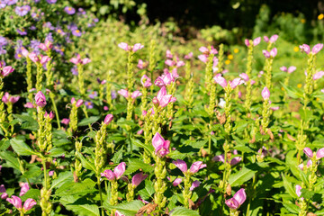Fototapeta premium Red turtlehead or Chelone Obliqua plant in Saint Gallen in Switzerland