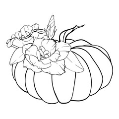 Pumpkin and Flower. Graphics Vector illustration painted by black inks. Linear drawing Autumn vegetables. Engraving for designs fall harvest and Thanksgiving day. Sketch in line art style