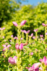 Red turtlehead or Chelone Obliqua plant in Saint Gallen in Switzerland