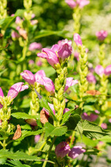 Red turtlehead or Chelone Obliqua plant in Saint Gallen in Switzerland