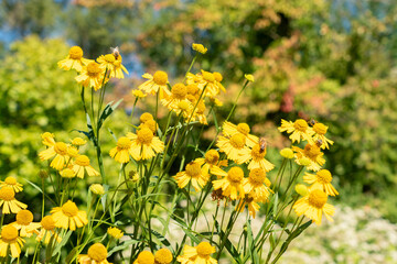 Fototapeta premium Common sneezeweed or Helenium Autumnale plant in Saint Gallen in Switzerland