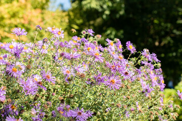 Aster Novae Angliae plant in Saint Gallen in Switzerland