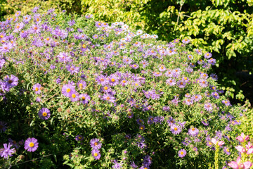 Aster Novae Angliae plant in Saint Gallen in Switzerland