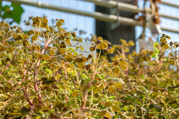 Uqa or Oxalis Tuberosa plant in Saint Gallen in Switzerland