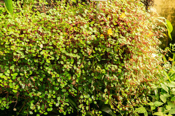 Ceylon balsam or Impatiens Repens plant in Saint Gallen in Switzerland