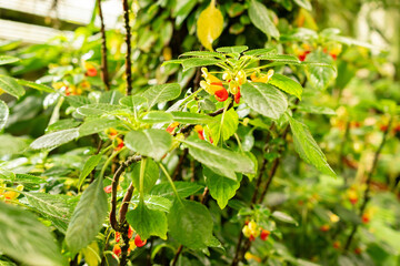 Congo cockatoo or Impatiens Niamniamensis plant in Saint Gallen in Switzerland