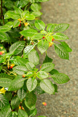 Congo cockatoo or Impatiens Niamniamensis plant in Saint Gallen in Switzerland