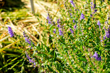 Baikal scullcap or Scutellaria Baicalensis plant in Saint Gallen in Switzerland