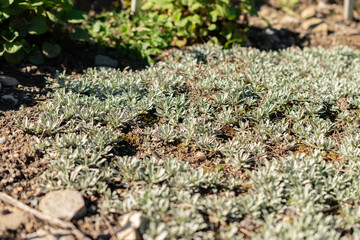 Cats foot or Antennaria Dioica plant in Saint Gallen in Switzerland