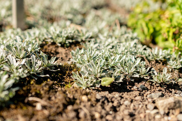 Cats foot or Antennaria Dioica plant in Saint Gallen in Switzerland
