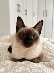 Cute kitten siamese cat at home. Pet concept