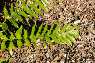 House holly fern or Cyrtomium Falcatum plant in Saint Gallen in Switzerland