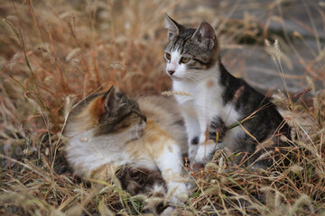 A small gray and white kitten and its mother, a fluffy calico cat, are resting in the dry grass.