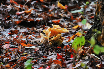 Chanterelle Mushrooms growing in the woods in the autumn with fall foliage