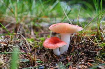 Tall Bog Russula (Russula paludosa) cute red mushrooms growing in the grass
