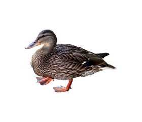 Female duck common mallard in profile - color photo, isolate for design
