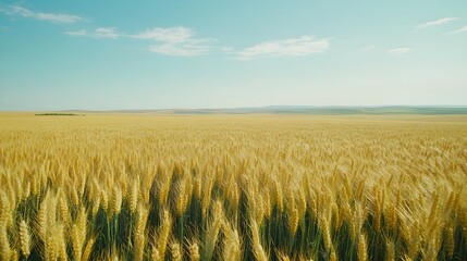 Fototapeta premium Vast rural wheat field in spring or summer with blue sky and no clouds
